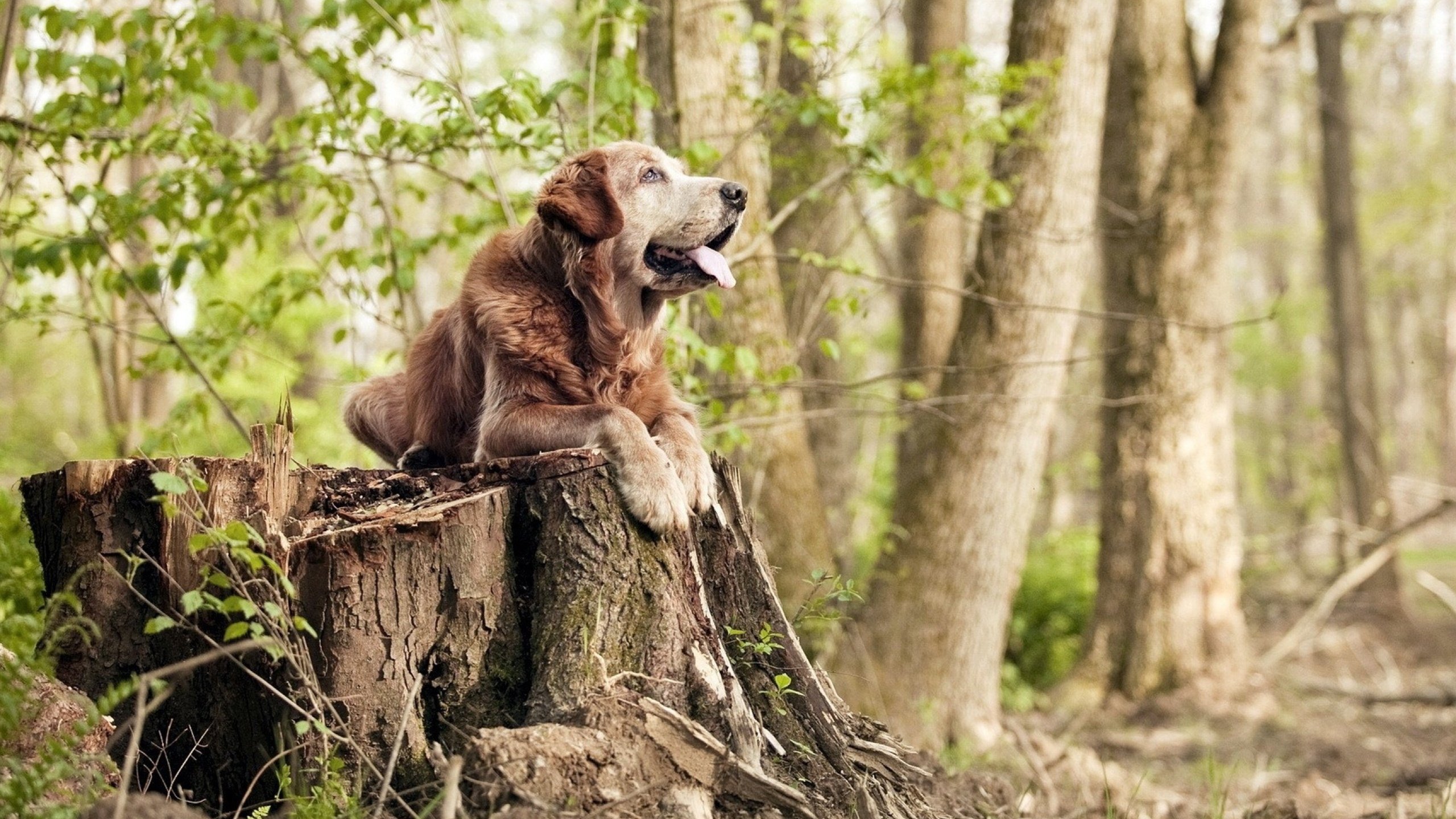 意甲：年轻潜力股转会潮涌动，未来可期，意甲最佳青年球员