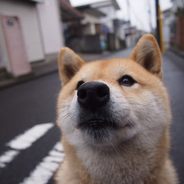 国际女单巡回：勇者之战，谁将站在顶端？